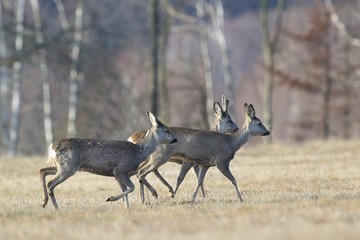 three roe deer running through the meadow. Wildlife scene from spring nature