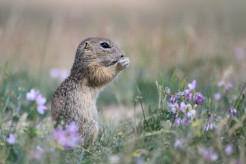 Naklejka na ściany i meble European ground squirrel standing in the grass. (Spermophilus citellus) Wildlife scene from nature. Ground squirrel on meadow