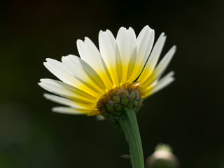 Fototapeta premium Una margarita. Bellis perennis