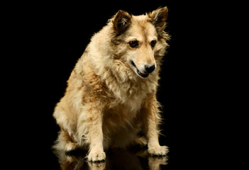 Studio shot of an adorable mixed breed dog