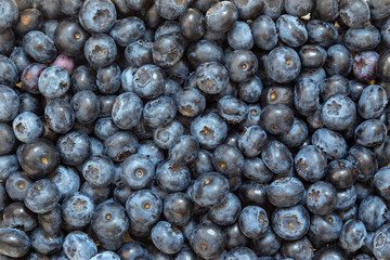 Fresh wet blueberries background with a moisture on a heap of berries.