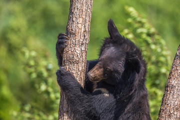 Black Bear climbing a tree on a sunny day - Powered by Adobe