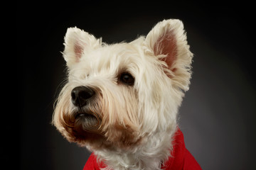 Portrait of a lovely West Highland White Terrier westie