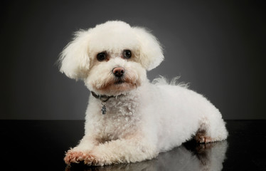 Studio shot of an adorable Bolognese