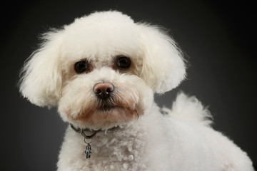 Portrait of an adorable Bolognese