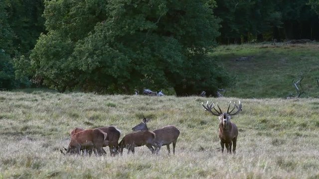 Red deer (Cervus elaphus) stag chasing hinds in herd and calling in grassland during the rut in autumn