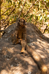 The common brown lemur in the isalo national park