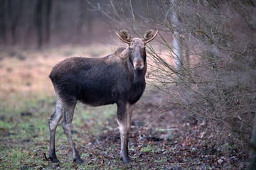 Moose/ Elk (Alces alces) close up