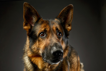 Portrait of an adorable german shepherd dog