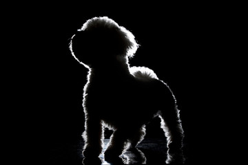 Obraz na płótnie Canvas Silhouette of a cute Bolognese dog