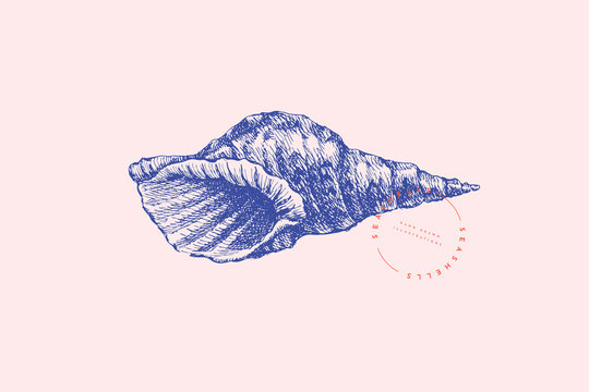 Hand-drawn spiral shell vector illustration on a pink background. Ancient molluscan engraved line. Fauna of the sea and ocean in retro style. Design element for invitation, poster, postcard.