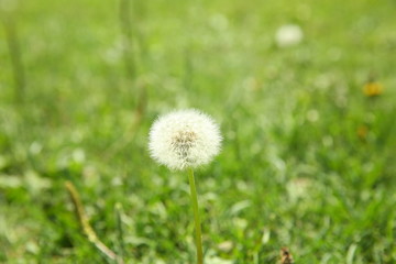 Dandelion fluff on green grass background. Dandelion on a background of green grass. Beautiful blurred bokeh . Close-up view of dandelion on grass with place for the text .