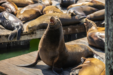 Kalifornischer Seelöwe