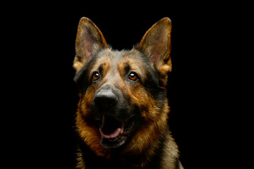 Portrait of an adorable german shepherd dog