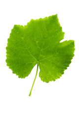 Green springtime grapes leaf cut out on a white background with clipping path.