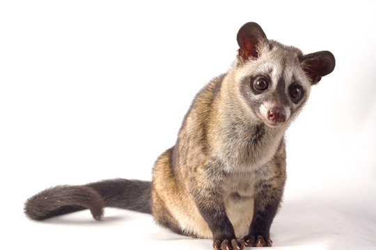 The Asian palm civet or luwak (Paradoxurus hermaphroditus). isolated on white background