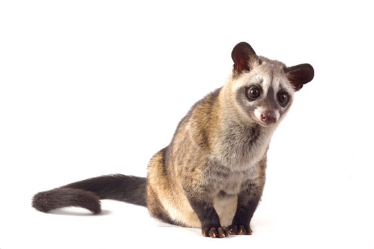 The Asian palm civet or luwak (Paradoxurus hermaphroditus). isolated on white background