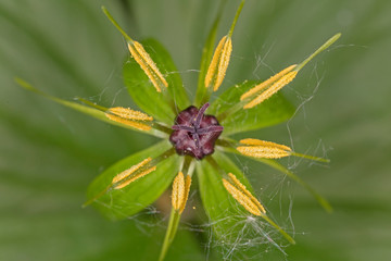 Herb Paris flower (Paris quadrifolia) top view, close-up. 