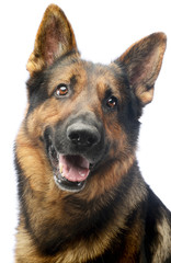 Portrait of an adorable german shepherd dog