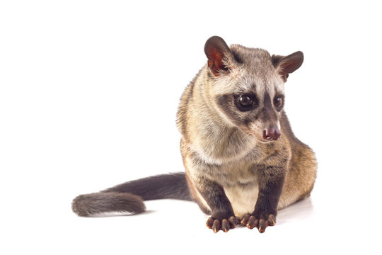 The Asian palm civet or luwak (Paradoxurus hermaphroditus). isolated on white background