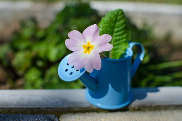 Small fragile primrose flowers bloom
