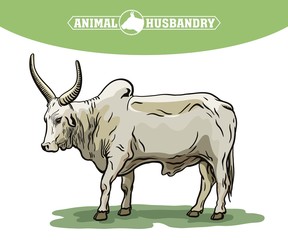 color bull drawn by hand. livestock. cattle. animal grazing