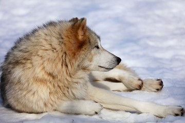 Obraz premium The Timber wolf, also known as the gray wolf, is a large canine native to Eurasia and North America. It is the largest extant member of Canidae, with males averaging 40 kg and females 37 kg.