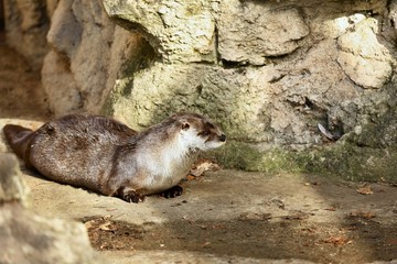 Obraz premium The North American river otter in ZOO
