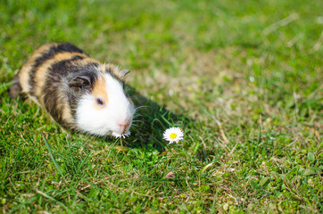 Fototapeta premium Grazing guinea pig on grass on a beautiful sunny spring day