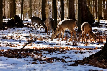 The white-tailed deer is tan or brown in the summer and grayish brown in winter. It has white on its throat, around its eyes and nose, on its stomach and on the underside of its tail. 