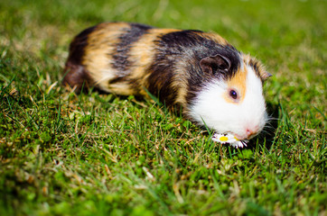 Fototapeta premium Grazing guinea pig on grass on a beautiful sunny spring day