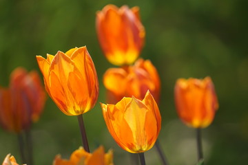 Orange tulips in the garden