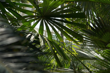 Fototapeta premium palm leaves in greenhouse 
