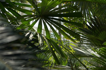 palm leaves in greenhouse 