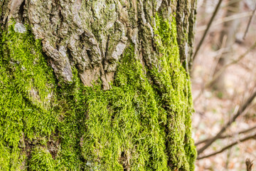 Tree bark covered with green moss 