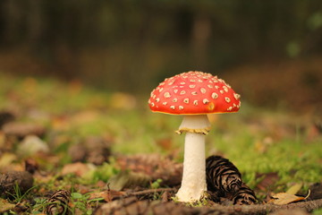 a beautiful red mushroom and a pine cone with a green background in a forest in autumn