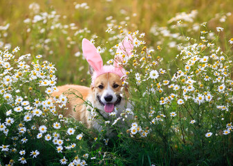 cute puppy Corgi sits on a field with daisies in pink Easter ears