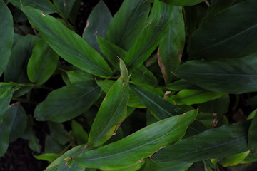 Alpinia nutans (2019)