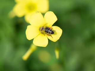  Anthophila. Abeja en flor de trébol