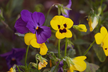 Yellow and Violet Pansy