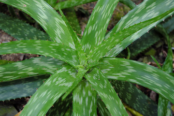 Aloe swynnertonii (2019)