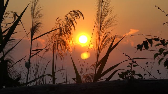 Grass slow movement in front of a beautiful golden sunset in Thailand, sun going behind the clouds