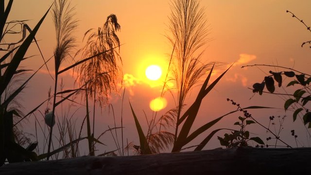 Grass slow movement in front of a beautiful golden sunset in Thailand, sun going behind the clouds