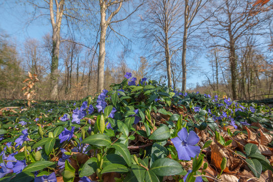 รูปภาพPervenches เลือกดูภาพถ่ายสต็อก เวกเตอร์ และวิดีโอ121 Adobe Stock