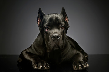 Studio shot of a lovely cane corso puppy