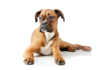 Studio shot of an adorable boxer puppy