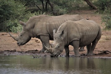Two white rhino at a waterhole © Nel
