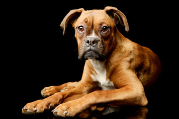 Studio shot of an adorable boxer puppy