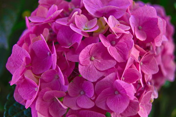 Hydrangea Close Up