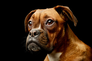 Obraz premium Portrait of an adorable boxer puppy